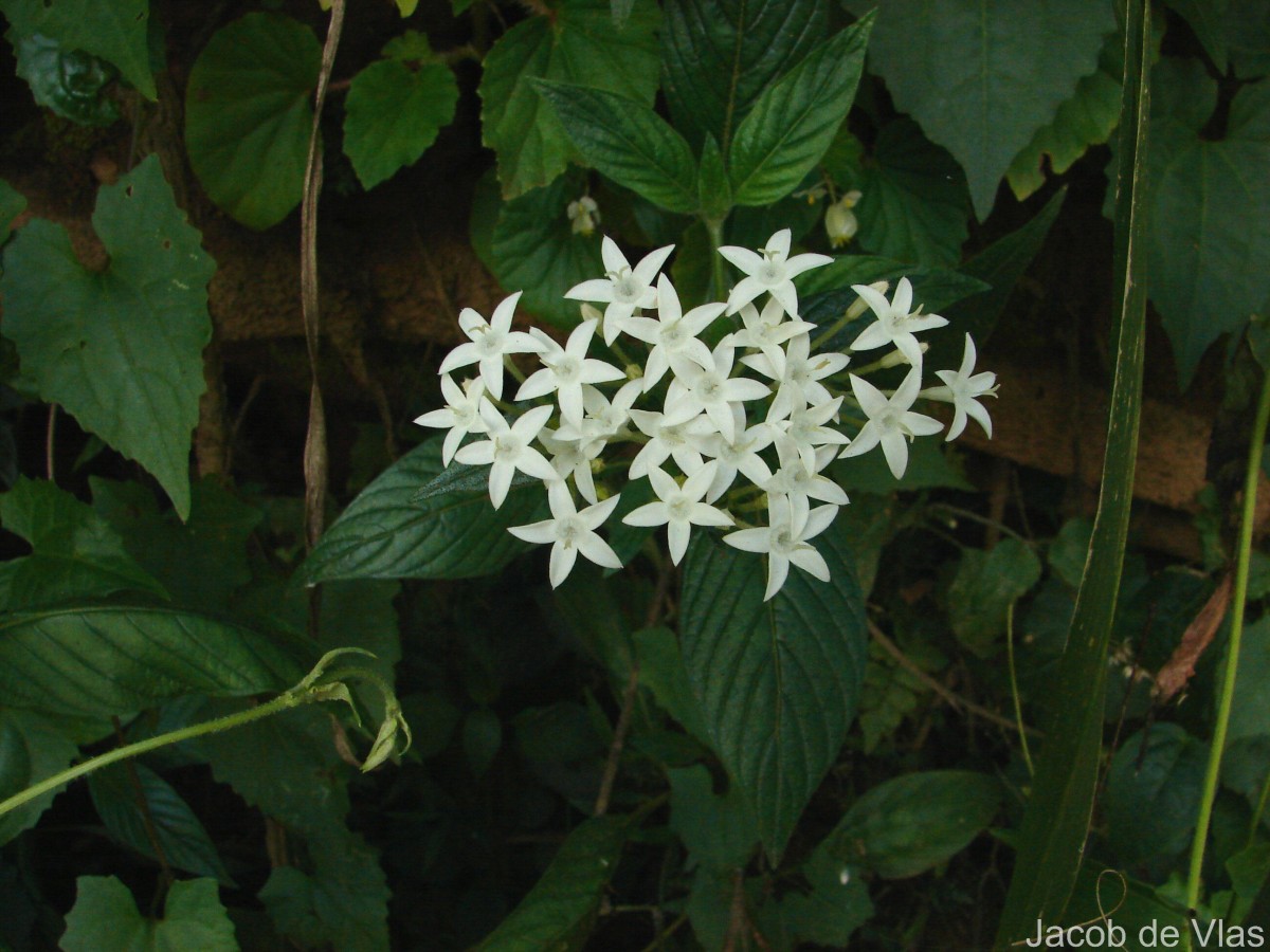 Pentas lanceolata (Forssk.) Deflers